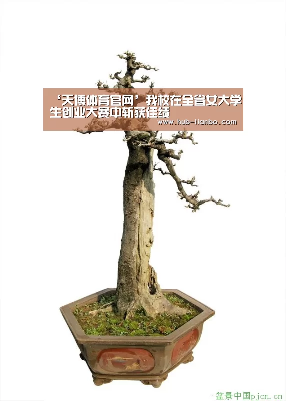 ‘天博体育官网’我校在全省女大学生创业大赛中斩获佳绩(图2) 天博体育平台官网